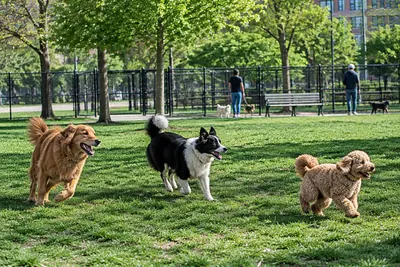 Dogs playing off-leash in a fenced dog park