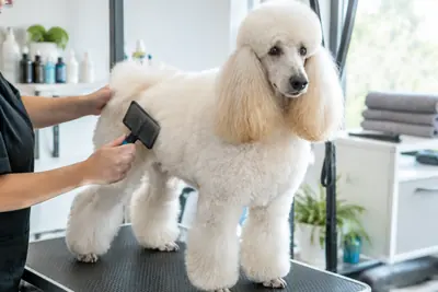 Poodle being brushed on a grooming table